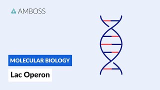 Prokaryotic Gene Regulation Lac Operon [upl. by Adgam465]