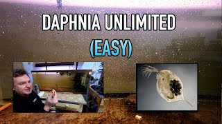 How I Raise Daphnia Water Fleas And You Can Too [upl. by Sirraf]