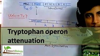 Tryptophan operon attenuation [upl. by Runstadler]