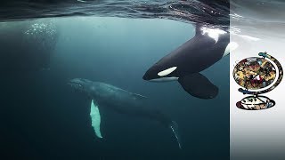 Orcas CoExist With Norways Arctic Fishermen [upl. by Hoffer295]