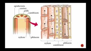 Plant Structure Including Xylem and Phloem [upl. by Henebry971]