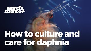 Caring and Culturing for Daphnia [upl. by Imis]