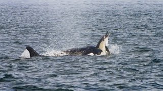 Pod of Killer Whales Hunt a Dolphin Stampede [upl. by Hayse]