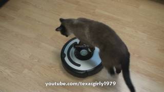 Cat shows HOW TO use iRobot Roomba Vacuum [upl. by Ellga]