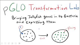 pGLO Bacterial Transformation Lab [upl. by Lorenz]