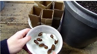 How to Plant Nut Trees from Seed Using Your Own Handmade Pots [upl. by Oal]