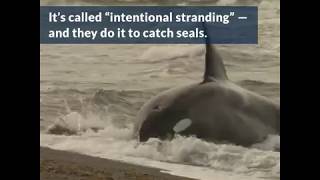 Orcas Hunt Seals by Beaching Themselves  Azula [upl. by Ehcram]