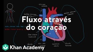 Fluxo através do coração [upl. by Salangia]