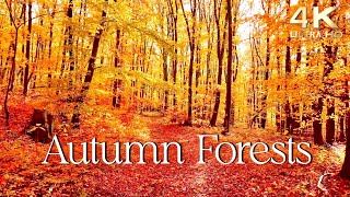 Enchanting Autumn Forests with Beautiful Piano Music  4K Autumn Ambience amp Fall Foliage [upl. by Sisile]