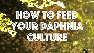 How To Feed Your Daphnia Culture [upl. by Anawyt]