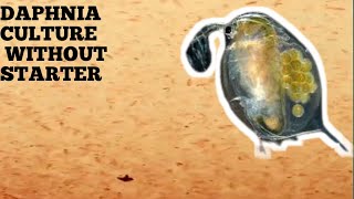 HOW TO CULTURE DAPHNIA NATURALLY WITHOUT A STARTER [upl. by Yllas]