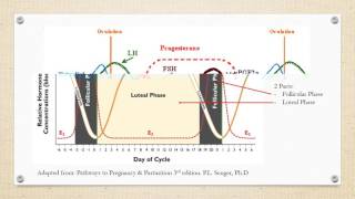 Estrous Cycle of Cattle [upl. by Yoshiko]