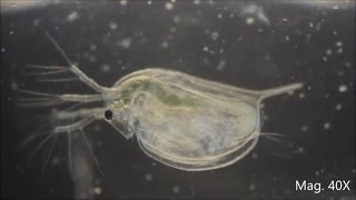 Daphnia magna under the Microscope [upl. by Preston]