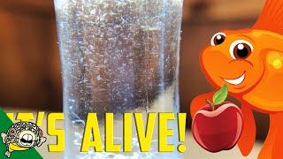 How to culture Vinegar Eels The EASY Way Live Fish Food [upl. by Zink]