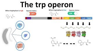 trp operon [upl. by Nnylf]