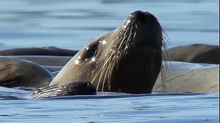 Orcas Attack Sea lion  Natures Great Events  BBC Earth [upl. by Dominus]