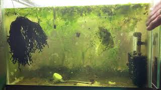 Scuds Daphnia Cherry Shrimp Copepods My aquatic food culture [upl. by Nymzaj]