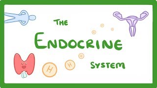 GCSE Biology  Endocrine System amp Hormones 59 [upl. by Gnehp412]