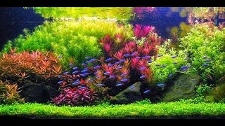 STEP BY STEP AQUASCAPE DUTCHSTYLE [upl. by Mirabel]