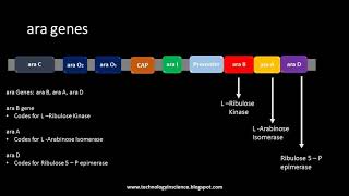 Arabinose Operon  ara Operon [upl. by Pember]