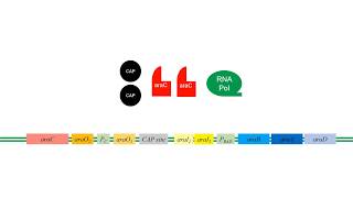 LArabinose Operon [upl. by Ardnuaek922]