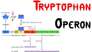 Trp operon  Tryptophan Operon in bacteria [upl. by Grannie]