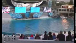 Orcas Attacking Humans  THE Actual Footage of Several Attacks [upl. by Assisi]