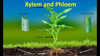 Xylem and Phloem [upl. by Kcim]