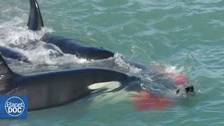 Killer Whales Attack Elephant Seal Patagonia [upl. by Gnidleif]