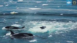 Wave Hunting Orcas Prey on Seal  Antarctica  Lindblad ExpeditionsNational Geographic [upl. by Thissa]