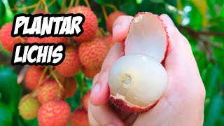 Como PLANTAR LICHIS o LITCHI en el Huerto  La Huerta de Ivan [upl. by Maretz2]