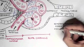 Nephrology  Kidney Physiology Overview [upl. by Nryhtak725]