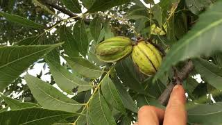 Harvesting Pecan Nuts Tree  Ozark [upl. by Aivatnohs]