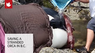 Whale rescue Saving a stranded orca in British Columbia [upl. by Elyrad370]