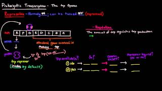 Prokaryotic Transcription Part 4 of 5  The trp Operon [upl. by Anilok]