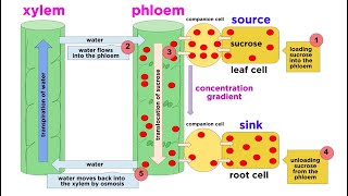 Types of Plant Tissues [upl. by Baryram]