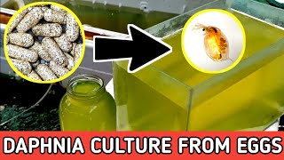 HOW TO HATCH DAPHNIA EGGS  HOW TO CULTURE DAPHNIA [upl. by Utham333]