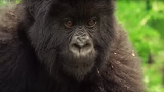 Meet This Family of Mountain Gorillas  Cousins  BBC Earth [upl. by Onaivatco]