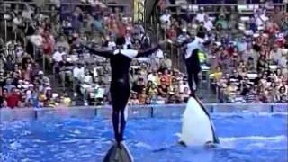 Why captivity for whales and dolphins is wrong [upl. by Dnaltiak]