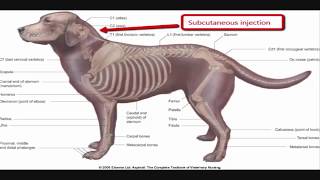 Intramuscular injection technique in dog [upl. by Madeleine933]