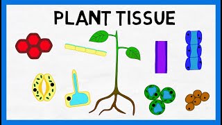 Plant Tissue [upl. by Acisseg]