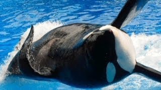 Zoologist explains benefits of orcas captivity [upl. by Alyahc]