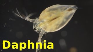 Daphnia [upl. by Etiuqal]