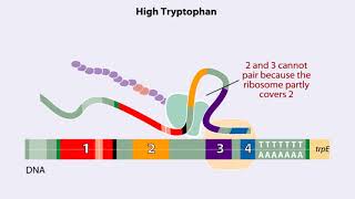 Trp operon Animation [upl. by Grete276]