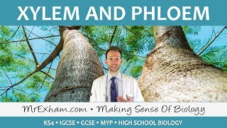 Transport in plants  Xylem and Phloem  GCSE Biology 91 [upl. by Rodgiva276]