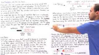 Gene Regulation and the Lac Operon [upl. by Atilam]