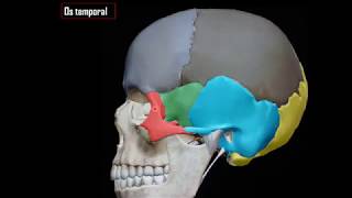 Anatomie utile de los temporal [upl. by Joela]