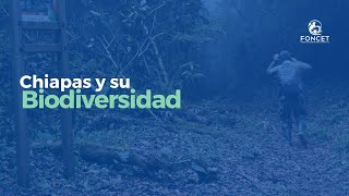 CHIAPAS Y SU BIODIVERSIDAD [upl. by Everest]