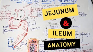 JEJUNUM AND ILEUM ANATOMY [upl. by Mccord151]