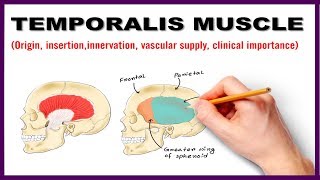 Temporalis Muscle  Origin Insertion Nerve supply Clinical importance  Anatomy [upl. by Hanima]